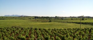 sant_pere_molanta_vinyes_3