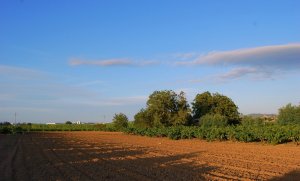 sant_pere_molanta_vinyes_4